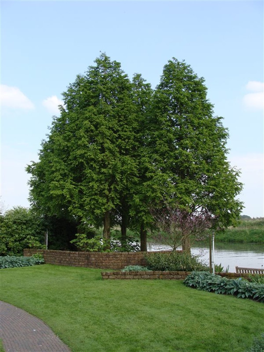 Taxodium distichum - C5 80-100 CM